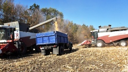 Орликовские хлеборобы собрали по 9 тонн зерна кукурузы с каждого гектара земли