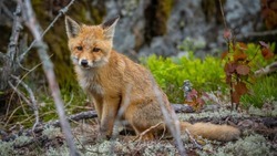 Власти Чернянского района – о регулировании численности лисицы в селе Волотово