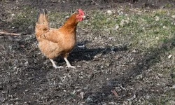 Постоянная читательница из Чернянки прислала в редакцию новый рассказ