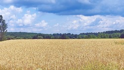 Хлебоуборочная страда 2025 года в Чернянском районе вошла в свой пик