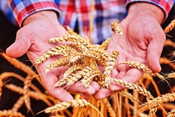 Аграрии Белгородчины планируют собрать более 3,4 млн тонн зерновых в сезон 2023 года