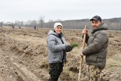 Чернянцы высадили 2 га сосен в рамках акции «Сад памяти»