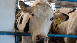 Основные производители молока в районе получили за сутки почти 180 тонн продукта