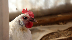 Специалисты ветеринарного надзора предупредили чернянцев об опасности птичьего гриппа