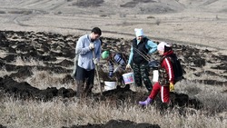 Чернянские волонтёры высадят тысячи яблоневых саженцев в Волотовском поселении