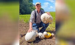 Чернянец Сергей Жеребненко собрал рекордный урожай дождевиков