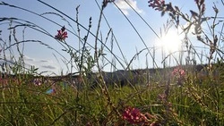 Роспотребнадзор проинформировал чернянцев о ситуации по заболеваемости клещевыми инфекциями