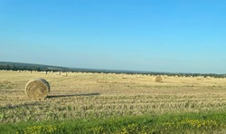 Чернянские хлеборобы убрали более 19 тысяч гектаров зерновых и зернобобовых культур