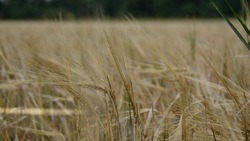 Чернянцы смогут взять в аренду земельные участки на территории муниципалитета