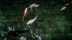 Белгородский НОЦ разработает технологические методы для искусственного выращивания рыбы