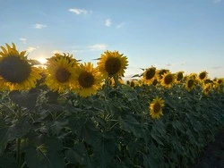 Чернянцы смогут принять участие в фотоконкурсе Росстата