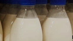 Минсельхоз Белгородской области отметил увеличение объёмов молочного производства в 2025 году 