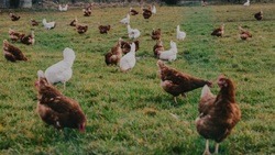 Специалисты управления сельского хозяйства Чернянки подготовили памятку по содержанию домашней птицы