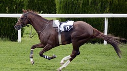 Кубок губернатора Белгородской области по конному спорту пройдёт 15 и 16 сентября