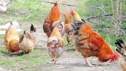 Чернянцы смогут арендовать земельные участки для ведения ЛПХ