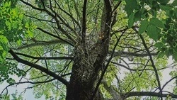 Дуб из Новооскольского округа представит Белгородскую область на конкурсе «Российское дерево года»