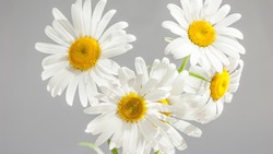 Белгородская область станет местом проведения благотворительного марафона «Белый цветок»