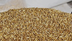 Чернянские аграрии успешно подошли к завершающему этапу уборочной кампании