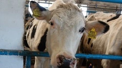 Основные производители молока в районе получили за сутки почти 180 тонн продукта