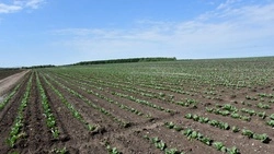 Работники «Шанса» приступили к высадке рассады капусты в открытый грунт