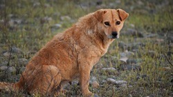 Сотрудники отделения надзорной деятельности в Чернянке — о защите при нападении собак