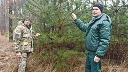 Лесничий Татьяна Ковалёва напомнила чернянцам об ответственности за незаконную вырубку сосен 