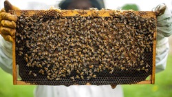 Пчеловоды смогут получать сообщения об обработке полей различными препаратамим