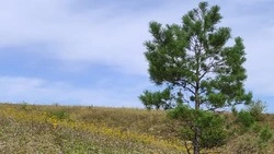 Региональное управление Роспотребнадзора напомнило о предстоящем сезоне активности клещей