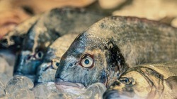 Новые правила рыболовства вступили в силу в Белгородской области с 1 марта