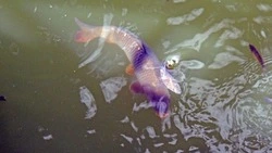 Специалисты Росрыболовства напомнили чернянцам о сроках запрета на добычу водных биоресурсов