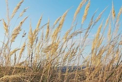 Чернянцы смогут арендовать участок земли в селе Верхнее Кузькино