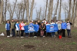 Чернянцы высадили аллею красного дуба в честь героев Великой Отечественной войны