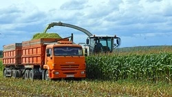 Чернянские аграрии приблизились к завершающему этапу уборки кукурузы на силос
