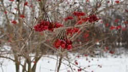 Лидия Сазонова из Чернянки прислала в редакцию новый рассказ «Дождались»