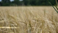 Глава Чернянского округа Сергей Морозов рассказал о требованиях для получения звания «Ветеран труда»