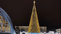 Ёлка высотой более 30 метров скоро появится на Соборной площади Белгорода