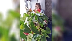 Валентина Лагуткина из Чернянки дала советы новичкам по уходу за антуриумом