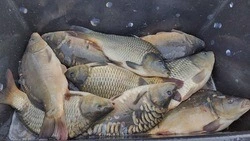 Белгородские рыбоводческие хозяйства продолжат активный отлов рыбы до наступления морозов