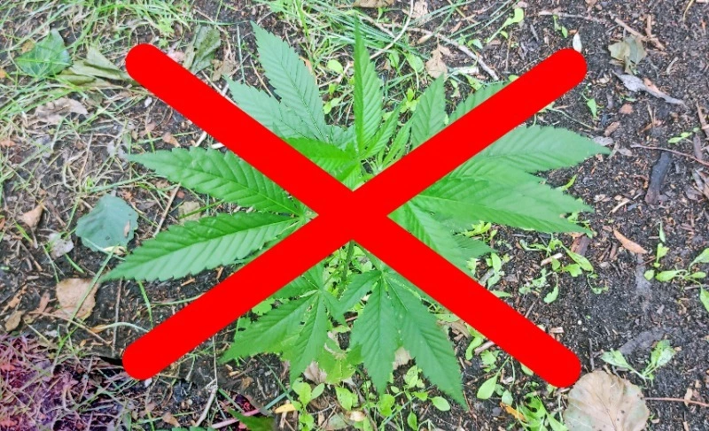 Чернянец привлечён к уголовной ответственности за выращивание и хранение конопли