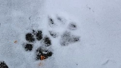 Управление Экоохотнадзора Белгородской области подготовило план зимних учётов диких животных