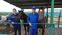 Станислав Загубный из Орлика и Денис Папонов из Кочегур стали на время каникул пастухами