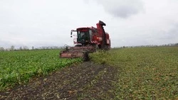 Растениеводы ООО «РусАгро-Инвест» вступили в активную фазу уборки свёклы