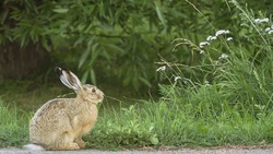 Сезон охоты на зайца русака и лисицу откроется в Белгородской области с 6 ноября