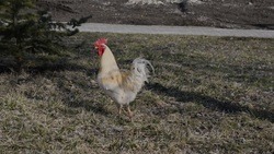 Специалисты управления сельского хозяйства Чернянки подготовили памятку по содержанию домашней птицы