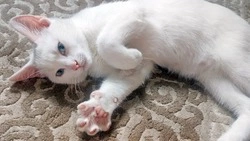 Ветеринарный магнитно-резонансный томограф появился в Белгородской области