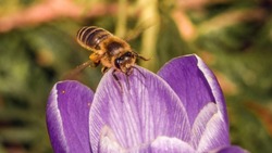Чернянские пчеловоды смогут узнавать о применении пестицидов на полях за 10 дней до начала обработки