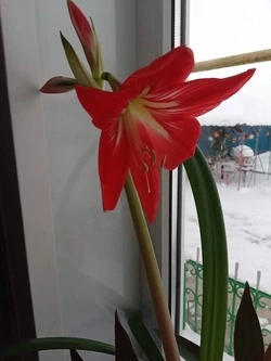 Наши читатели активно откликнулись на статью «Не только рассада!»