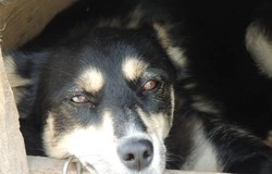 Чернянцы обратились к главе округа Сергею Морозову с просьбой оградить их от бродячих собак