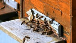 Иван Панков из Ольшанки написал письмо в редакцию о правильной зимовке пчёл