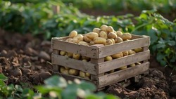 Чернянцы смогут взять в аренду участок земли для ведения ЛПХ